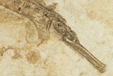 Fossil Pipefish (Hipposyngnathus) - California #274979-2